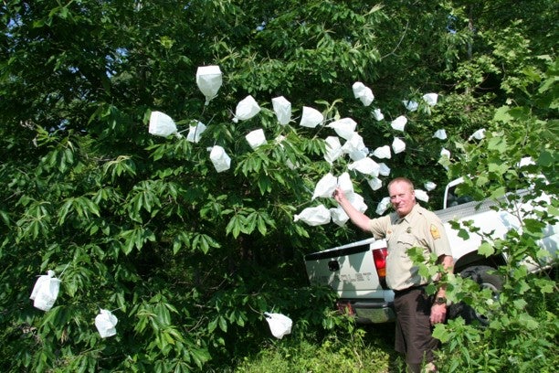 Paper bags cover numerous pollinated blooms on chinquapin trees in the forest 